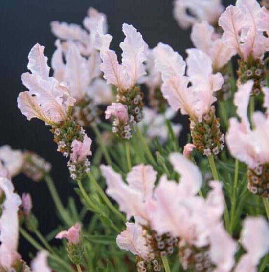 Franču lavanda 'Fantasia Early Pink'